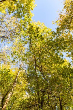 ağaç görünümünü aşağıdan gökyüzüne sonbahar manzara bırakır