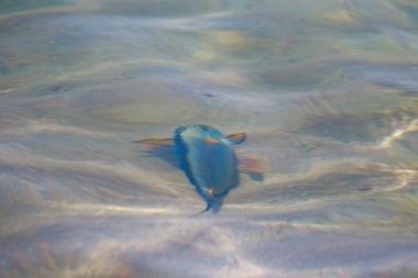 resif balık üstten görünüm su tarafından defocused,