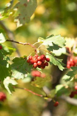 bir ağacın rowanberry kartopu sonbaharın kırmızı meyveler