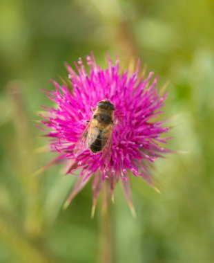 Thistle çiçek closeup doğa