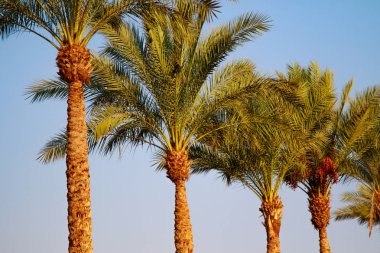 Gökyüzü arka plan üzerinde palmiye ağacı yaprakları