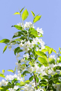 beyaz çiçekler apple yakın çekim doğa manzara