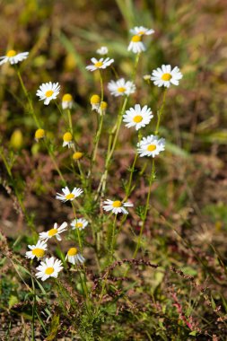 papatya çiçeği peyzaj alanı