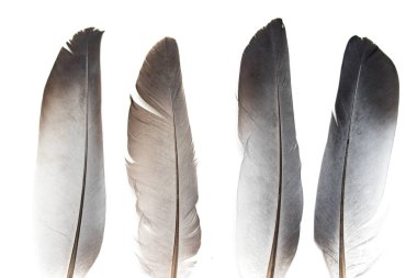 Beyaz bir arka planda gri güvercin tüyü