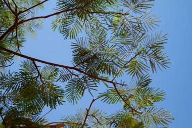 akasya ağacı gökyüzü