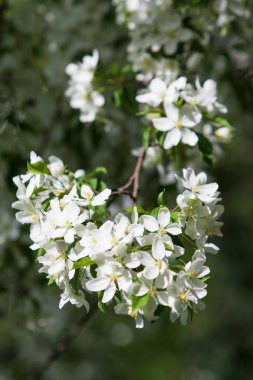 elma ağacı çiçek Peyzaj doğal