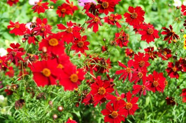 Coreopsis dye flowers nature clipart