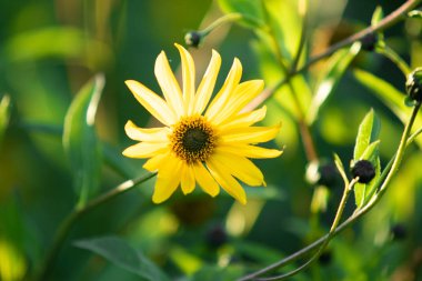 Sarı papatya çiçekler gökyüzü arka plan üzerinde