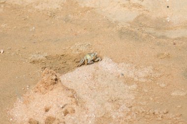 burrows kum üzerinde kum yengeç