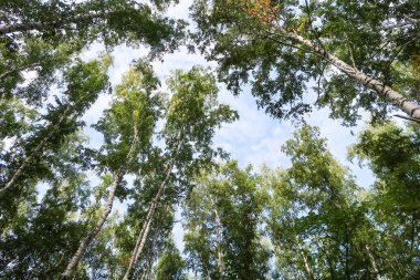 orman manzaralı aşağıdan gökyüzüne huş ağacı