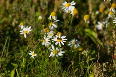 papatya çiçeği peyzaj alanı