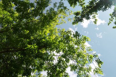 Aşağıdan yeşil orman bahar bakış bulutlar içine