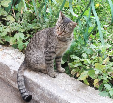 şirin kedi açık havada doğa