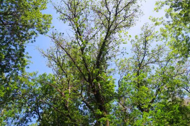 yeşil ağaçların altındaki mavi gökyüzü görünümü karşı
