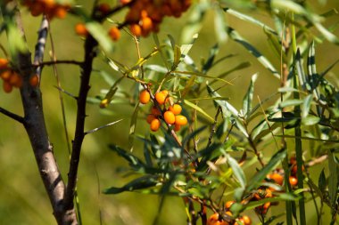 Olgun deniz cehri çilek ağacı üzerinde