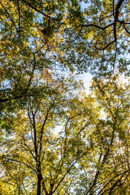 ağaç görünümünü aşağıdan gökyüzüne sonbahar manzara bırakır