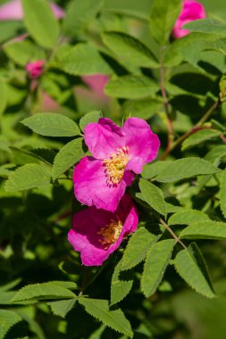 vahşi rose hips manzara yakın çekim