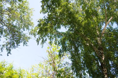 yeşil bir ağaç yaprak aşağıdan gökyüzüne