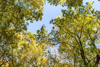ağaç görünümünü aşağıdan gökyüzüne sonbahar manzara bırakır