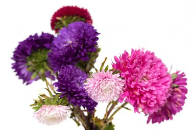 Beyaz arka plan üzerinde izole aster çiçekler