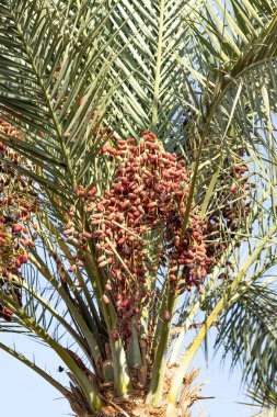 tarihleri bir palmiye ağacı doğa üzerinde büyümek