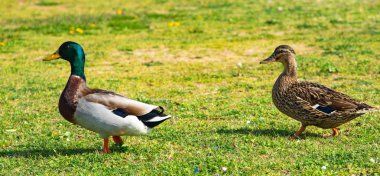 yeşil çayır üzerinde yaban ördekleri