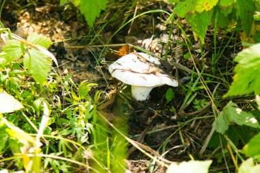 mantar orman doğa, manzara