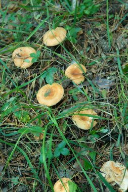 Ormana yakın çekim içinde mantar