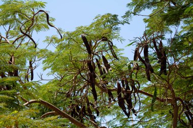 akasya ağacı gökyüzü
