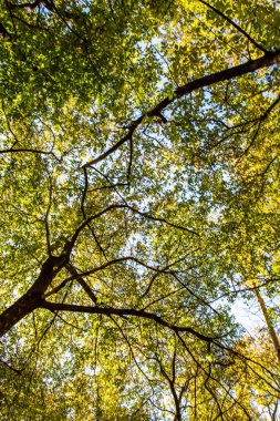 ağaç görünümünü aşağıdan gökyüzüne sonbahar manzara bırakır