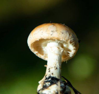 Ormana yakın çekim içinde mantar