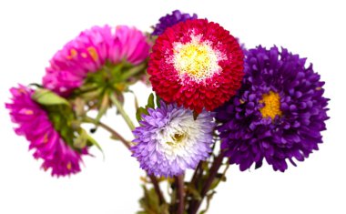 Beyaz arka plan üzerinde izole aster çiçekler