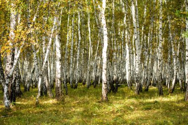 Sarı huş ağacı orman, geç sonbahar doğa manzara