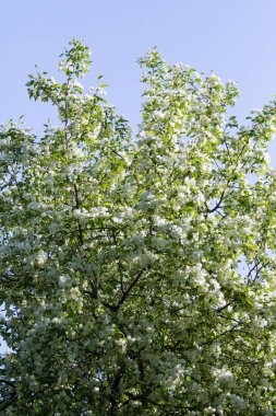 elma ağacı çiçek Peyzaj doğal