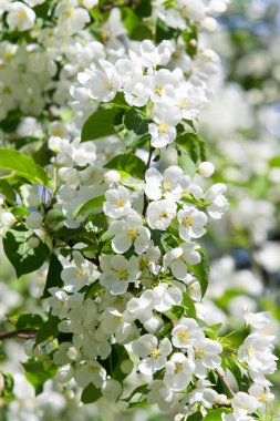 beyaz çiçekler apple yakın çekim doğa manzara