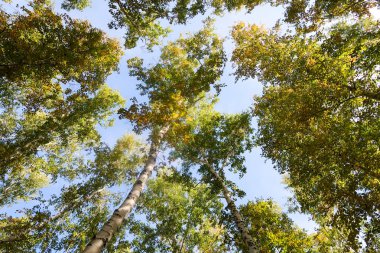 huş ağacı orman manzaralı gökyüzüne Sonbahar Doğa