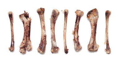 Beyaz bir arka plan üzerinde kemik tavuk