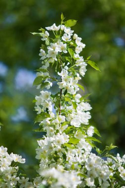 elma ağacı çiçek Peyzaj doğal