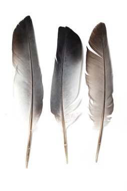 Beyaz bir arka planda gri güvercin tüyü