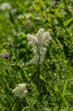 Anthriscus sylvestris yeşil çimenlerin üzerinde