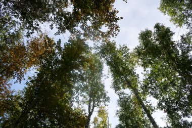 huş ağacı orman manzaralı gökyüzüne Sonbahar Doğa