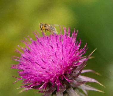 Thistle çiçek closeup doğa