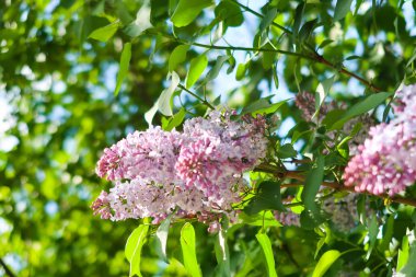 Mavi gökyüzü arka plan üzerine Eflatun çiçekler