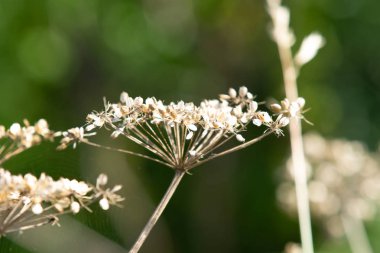 Kuru çiçek dereotu doğa