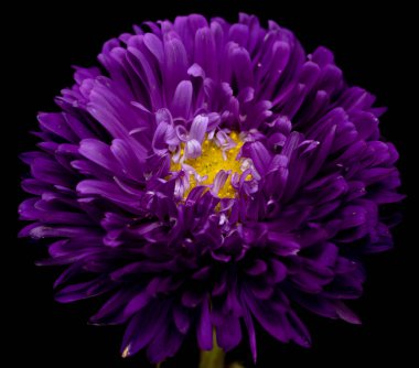 siyah bir arka plan üzerinde izole aster çiçekler