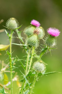 Thistle çiçek doğa portre