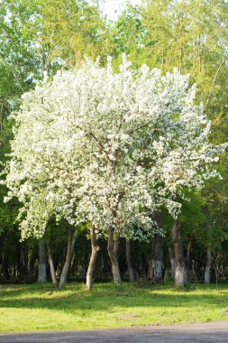 elma ağacı çiçek Peyzaj doğal