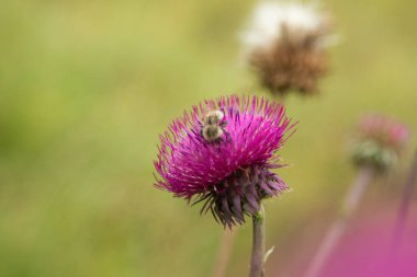 Thistle çiçek closeup doğa