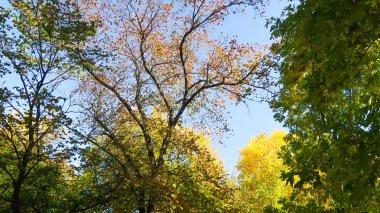 ağaç görünümünü aşağıdan gökyüzüne sonbahar manzara bırakır
