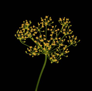 siyah arka plan üzerine taze dereotu çiçekler